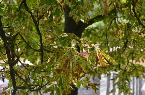 Leaves of the chestnut tree, infested by the chestnut mining moth Stock Photos