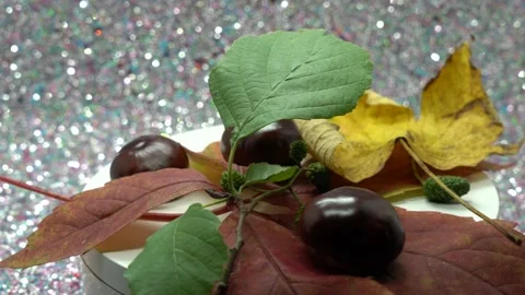 Leaves with chestnuts Video stock 219217964