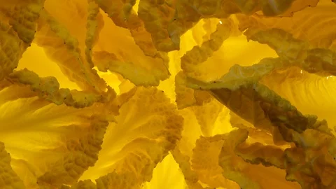 Leaves of Chinese cabbage rotating in 4K. Closeup flat-lay view 動画素材 89892190