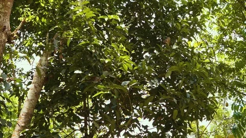 The leaves of a cinnamon tree. Stock-Footage 98559632