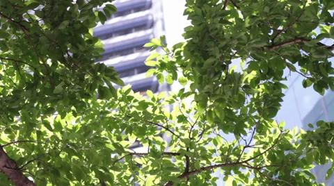 Leaves in the city Stock Footage
