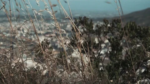 Leaves &amp; City Stock Footage 98569755