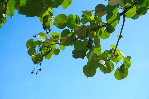 Leaves on a clear sky background Stock Photos