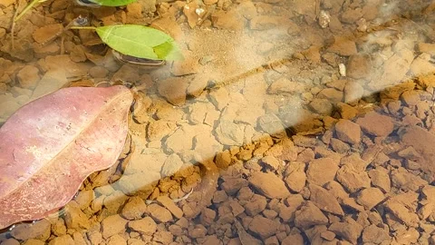 Leaves on clear water at the beach Stock Footage 294172576