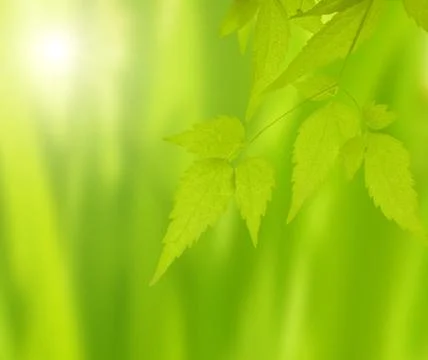 Leaves of clematis Stock Illustration