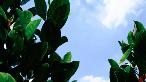 Leaves close 03 Stock Photos