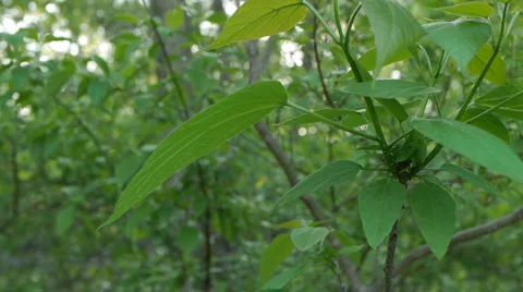 Leaves close up and calm 스톡 동영상 5147755