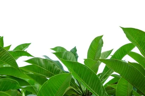 Leaves close up on background Stock Photos