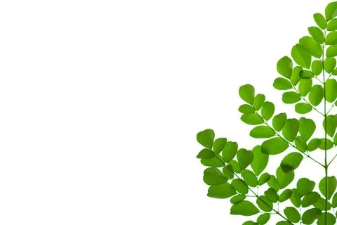 Leaves close up on background Stock Photos