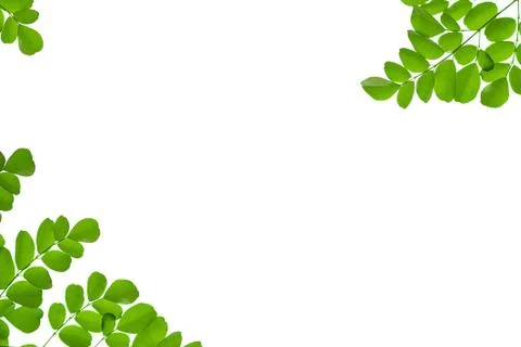 Leaves close up on background Stock Photos