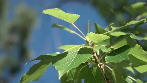 Leaves close up blue background Stock Footage 128251861