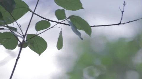 Leaves up close, close up, natural light, telephoto 스톡 동영상 40000211