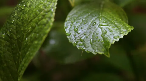 Leaves Close Up 스톡 동영상 24818842