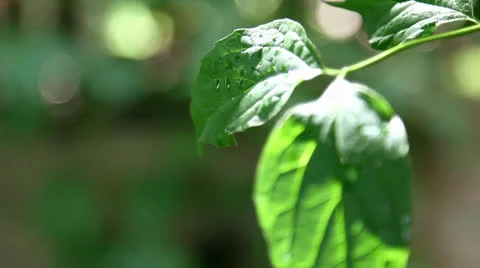 Leaves Close Up Stock Footage 25382394