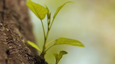 Leaves close up Stock Footage 50096919
