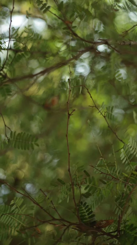 Leaves close-up in the forest Stock Footage 308995729