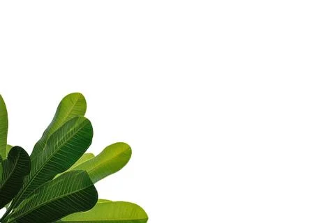Leaves close up isolated on background Stock Photos