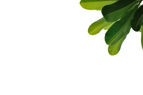 Leaves close up isolated on background Stock Photos