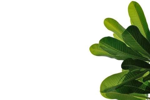 Leaves close up isolated on background Stock Photos