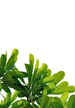 Leaves close up isolated on background Foto stock