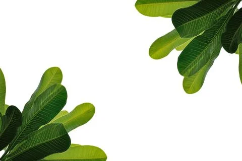 Leaves close up isolated on background Stock Photos