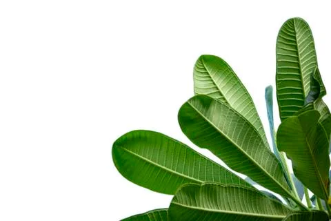 Leaves close up isolated on background Stock Photos