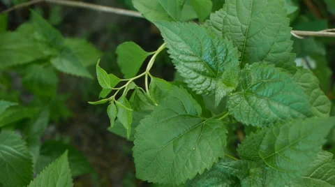 Leaves close up looking down on Video stock 5149362