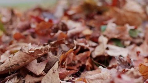 Leaves Close Up Low Angle Move Away and Toward Stock Footage 81964164