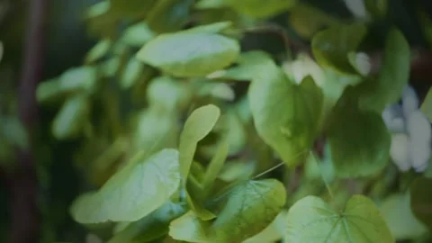 Leaves close-up, moving camera. Macro. Details of a tree. Twigs. Green botanical Stock Footage 246596408