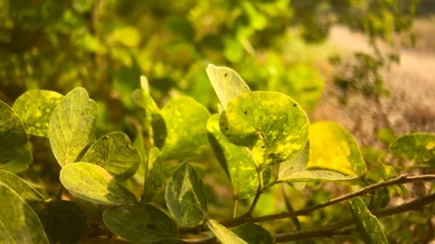 Leaves Close-up in noon static slow-motion shot Stock Footage 265084324
