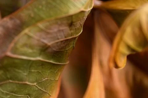 Leaves close up Stock Photos