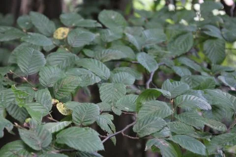 Leaves Close up Stock Photos