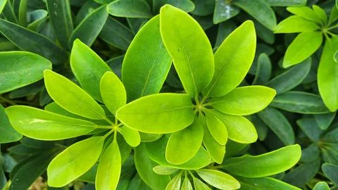 Leaves close-up. Stock Photos
