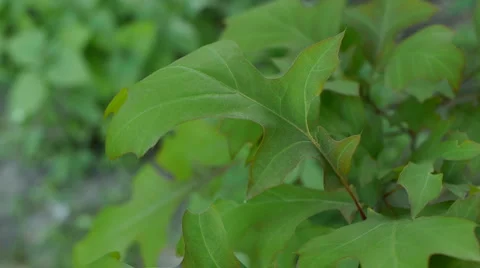 Leaves close up slight breeze 스톡 동영상 5148250