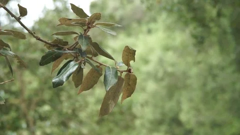 Leaves close-up on a tree Stock Footage 117363244