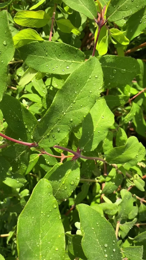 Leaves close-up in water drops Stock Footage 155669823