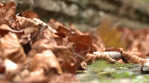 Leaves Close Wind Stock Footage 102387346