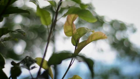 Leaves Closeup bokeh 01 Stock-Footage 263919982
