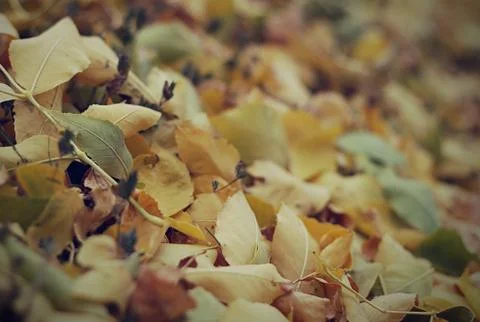 Leaves closeup Foto stock