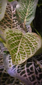 Leaves closeup 写真素材
