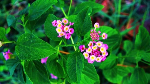 Leaves - Closeup Shot Stock Footage 248881212