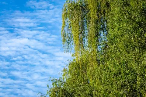 Leaves &amp; the clouds Stock Photos