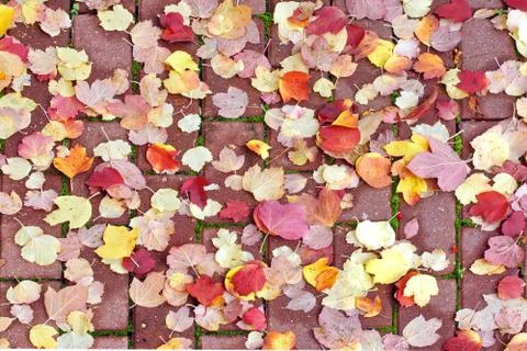 Leaves on cobblestones fall background. Stock Photos