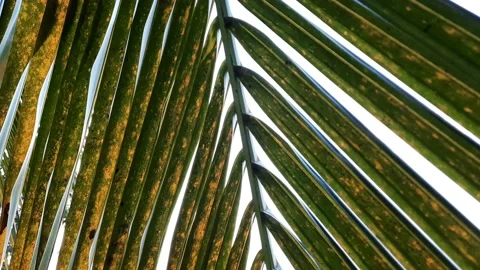 Leaves coconut palm tree wind moving with sunlight  Video stock 154202485