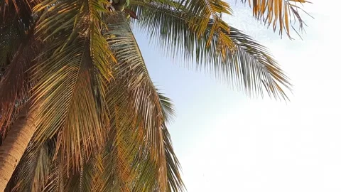 Leaves coconut palm tree wind moving with sunlight  Stock Footage 154202882