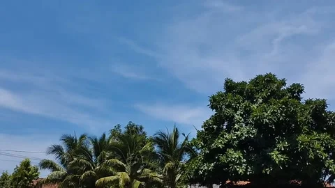 Leaves of coconut trees and mango trees that adorn the very clear sky Stock Footage 223849599