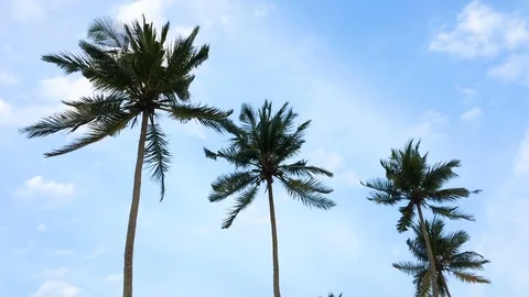 The leaves of coconut trees developed in the wind on a cloudy day Stock Footage 71608572