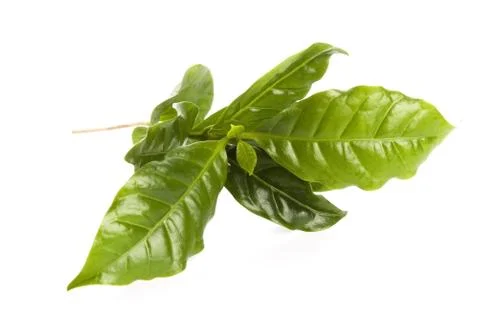 Leaves coffee tree isolated on white Stock Photos
