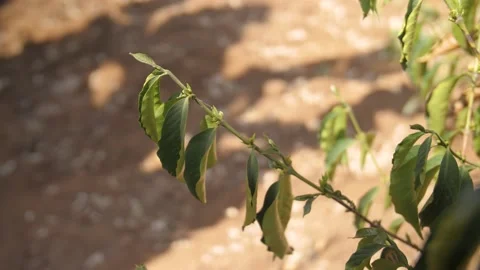 Leaves of a coffee tree tired because of the global warming, in Ethiopia Stock Footage 199625645