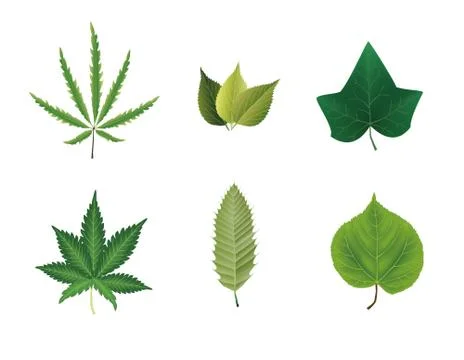 Leaves collection 스톡 일러스트